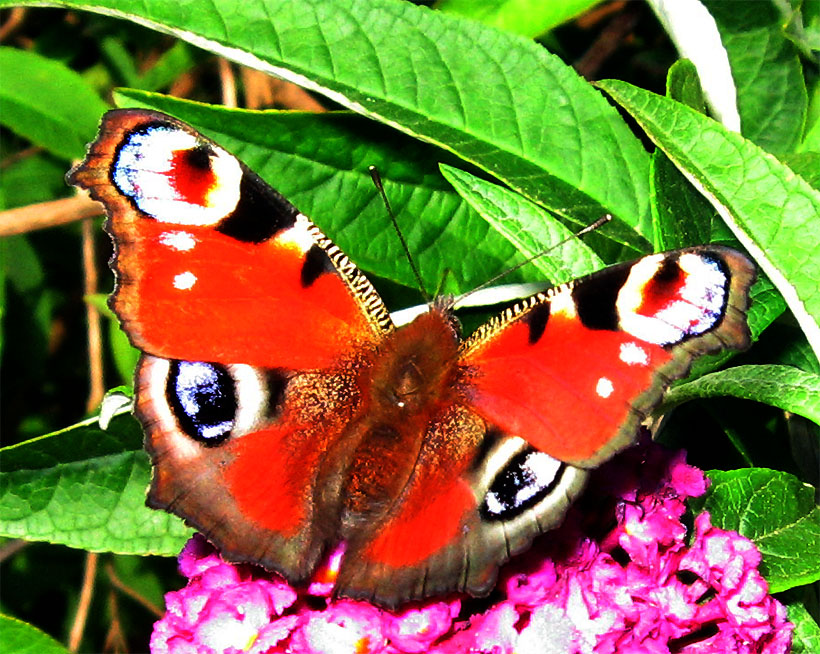 butterfly_10_.jpg (210209 bytes)