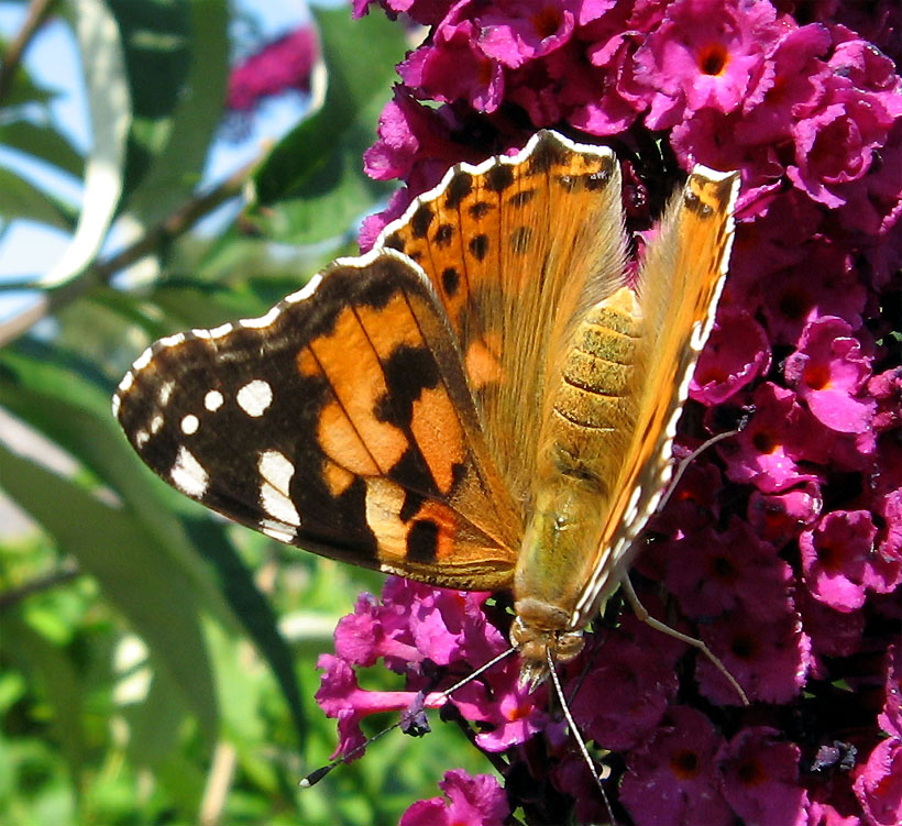 butterfly_5_.jpg (185671 bytes)