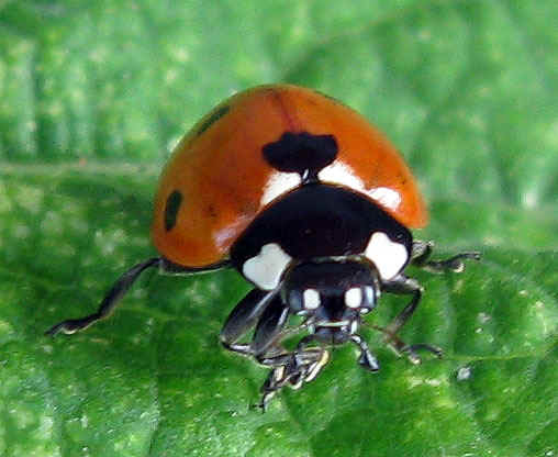 ladybug_2.jpg (91694 bytes)